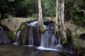 Forest landscape with a waterfall and old trees growing on the stones