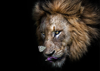 Lion in Sabi sands game reserve Kruger National Park Mpumalanga south africa 