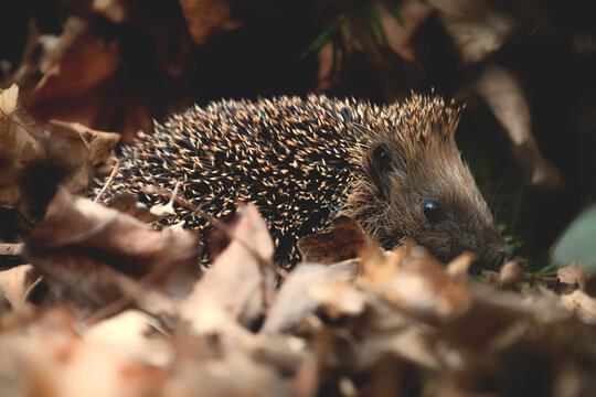Igel im laubhaufen