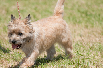 Cairn Terrier walking