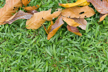 Spring Blossom over green background. Summer Flowers with vintage retro picture style.