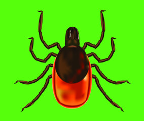 Colored realistic vector illustration of encephalitis tick on a green background. Option to use medical literature.