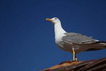 seagull bird feel freedom, blue nature sky