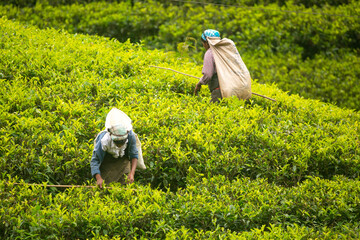 Tea Plantations in highlands of Sri Lanka.