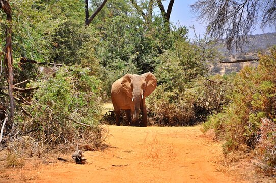 Fototapeta Słoń afrykański (Loxodonta africana) w buszu - samiec. Rezerwat Samburu (Kenia)