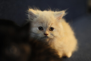 Naklejka na ściany i meble Lovely beige white fluffy kitten portrait indoors