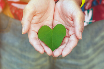 Two hand of woman holding carefully heart shape leaf. Green leaf in female hands.Conservation and awareness,love natural,go organic and green living concept. Green heart-shaped leaf of Valentine's day