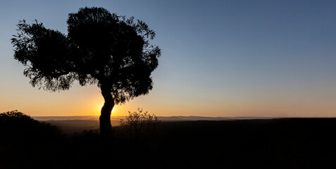 Fototapeta na wymiar Cabbage Tree Cussonia Spicata at sunrise dawn on the Mpumalanga escarpment south africa 