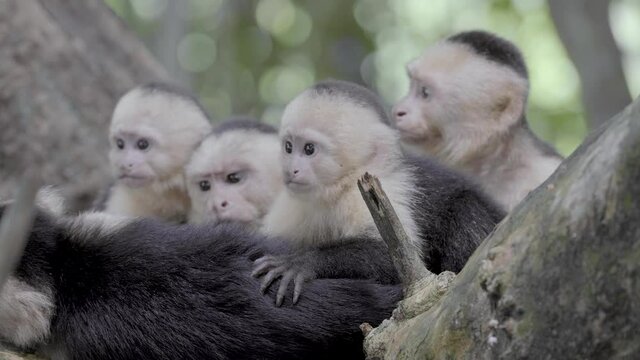 White faced capuchin monkey family in a rainforest in Costa Rica