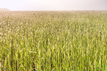 foggy may morning over wheat field