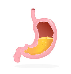 Stomach organ. Flat cartoon vector illustration. Health care concept. Isolated vector icon. Human organs isolated on white background.