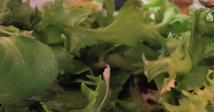 Fresh green aragula salad macro closeup camera movement with wide angle probe lens
