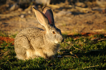 Scrub hare