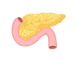 Pancreas isolated on white background. Medicine concept. Flat vector cartoon illustration. Illustration icon.