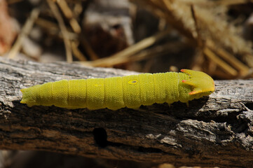 Charaxes caterpillar
