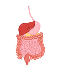 Cartoon digestive system for medical design. Flat vector illustration. Isolated vector illustration.