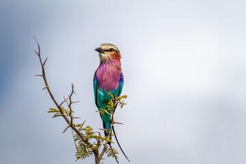 Lilac Breasted Roller in the kruger national park south africa 