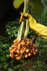 Harvest turmeric in the morning    