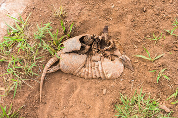 Carcass of a Southern long-nosed armadillo (Dasypus hybridus) in Misiones Province, Argentina