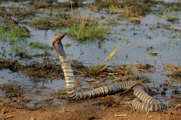 Western barred sptting cobra