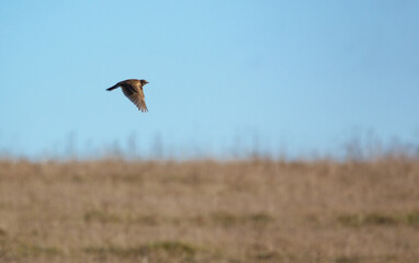 Golden Plover Pluvialis dominica in flight over winter meadows