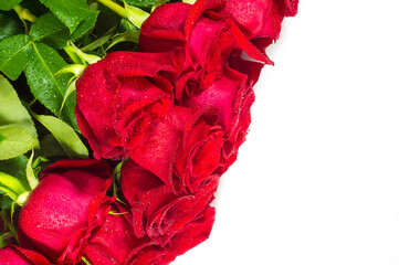 Red roses on white background