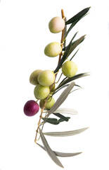 branch with olives isolated