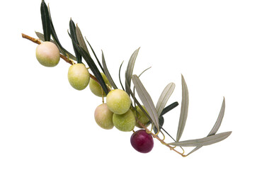 branch with olives isolated