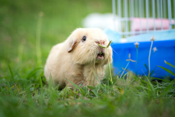 A cute fatty brown cavy guinea pig is relaxing on grass land and smelling at grass peak. Close-up, selective focus at the animal nose that smelling grass.
