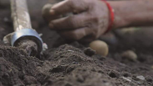 Female Indian farmer planting potatoes on field