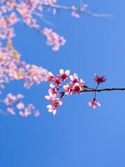 Wild cherry blossom. Pink flower background. Sweet theme color.