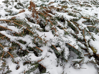 Świerkowe gałązki pokryte śniegiem. © WalDec