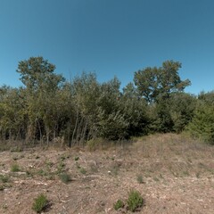 pine trees in the mountains