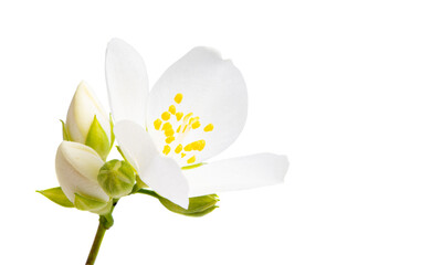 Fototapeta na wymiar jasmine flower isolated