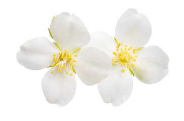 Obraz na płótnie Canvas jasmine flower isolated