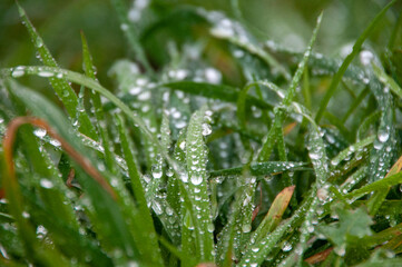 dew drops on grass