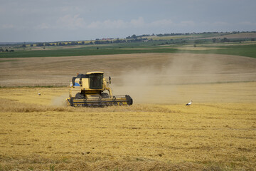 Harvested wheat field on which the harvester stands and a stork walks