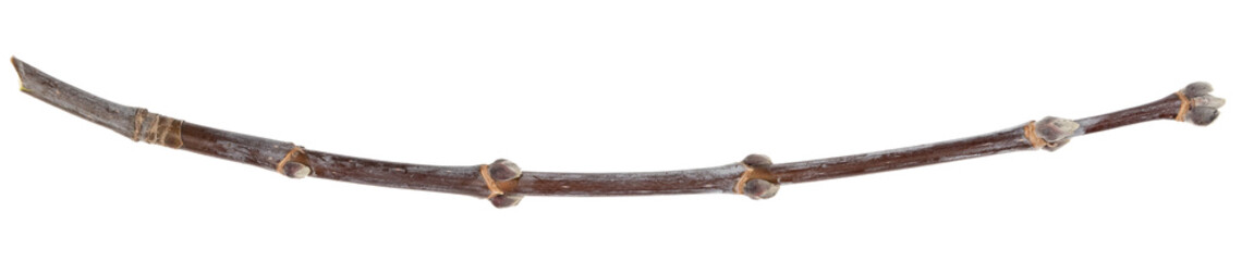 Obraz premium Dry tree twigs branches isolated on white background. pieces of broken wood plank on white background. close-up