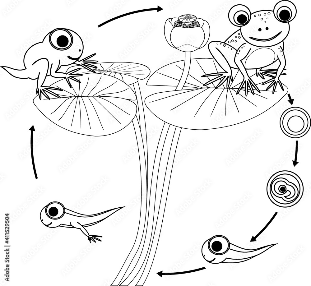 Poster coloring page with frog life cycle. sequence of stages of development of frog from egg to adult anim - Posters