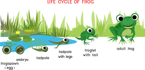 Frog life cycle. Sequence of stages of development of frog from egg to adult animal against the pond with titles