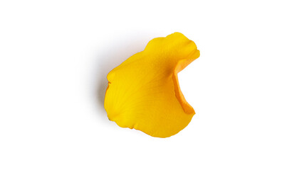Yellow rose petal isolated on a white background.