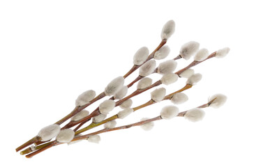 Willow twigs isolated on white background. without shadow clipping path © azure