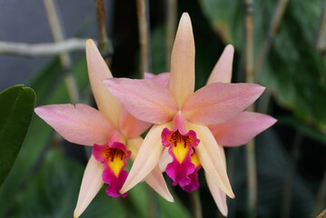 Pink and purple epidendrum orchids at full bloom