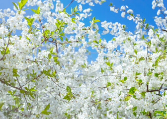 spring background with cherry blossom branches. cherry branches with white flowers close-up.