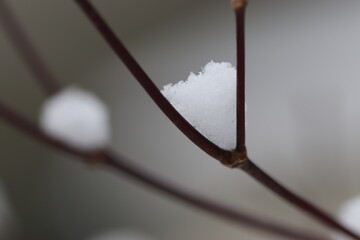tree branch with snow