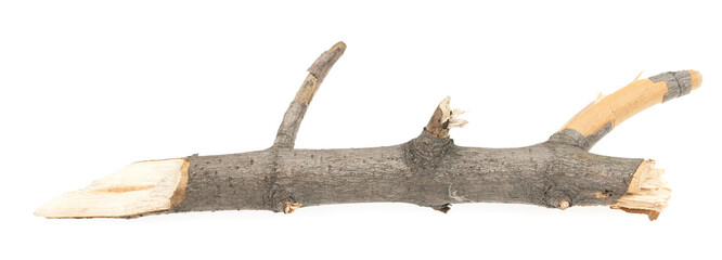 Dry tree twigs branches isolated on white background. pieces of broken wood plank on white background. close-up