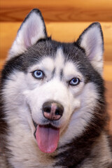 Portrait smiling black and white siberian husky dog with blue eyes, close up.