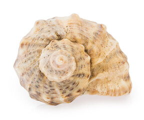 shell isolated on white background clipping path