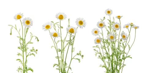Rolgordijnen Chamomiles daisy flowers isolated on white background set © azure