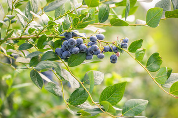 Close up of branch full of bio and organic blueberries in the farm